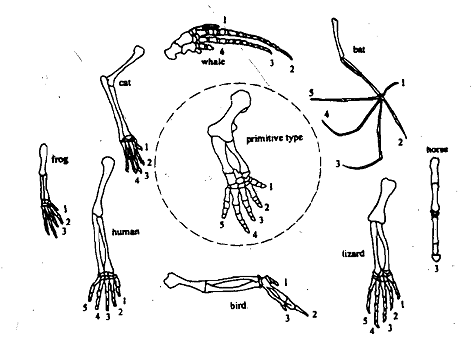 1558_Implication of Five Kingdom Classification.png